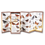Common Butterflies of the Northeast by Earth Sky Water 1