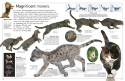 DK Eyewitness Books Cat by Dorling Kindersley 1