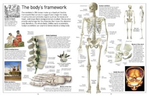DK Eyewitness Books Human Body by Dorling Kindersley 1