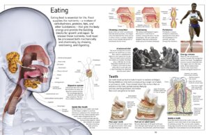 DK Eyewitness Books Human Body by Dorling Kindersley 2
