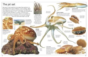 DK Eyewitness Books Ocean by Dorling Kindersley 1
