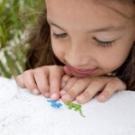 Good Luck Mini Day Geckos by Safari 3