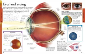 Human Body A Visual Encyclopedia by Dorling Kindersley 3
