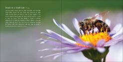 Our Love of Bees by Adventure Publications 1
