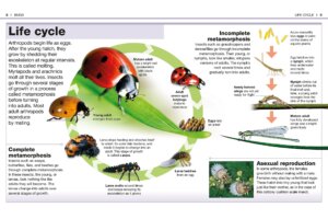 Pocket Genius Bugs by Dorling Kindersley 1