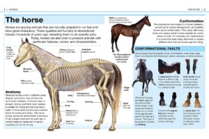 Pocket Genius Horses by Dorling Kindersley 1