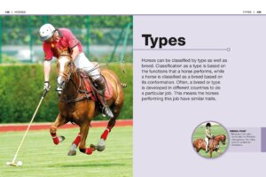 Pocket Genius Horses by Dorling Kindersley 4