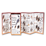 Raptors of Eastern North America by Earth Sky Water 1