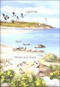 Seashore Usborne Beginners by Usborne 2