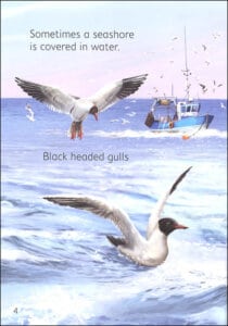 Seashore Usborne Beginners by Usborne 3