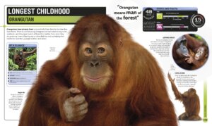 Super Nature Encyclopedia by Dorling Kindersley 4