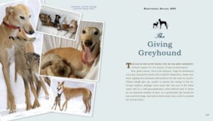 Unlikely Heroes 37 Inspiring Stories of Courage and Heart from the Animal Kingdom by Workman 1