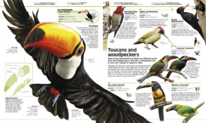 Animal Encyclopedia by Dorling Kindersley 1