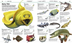 Animal Encyclopedia by Dorling Kindersley 2