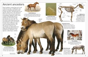 DK Eyewitness Books Horse by Dorling Kindersley 6