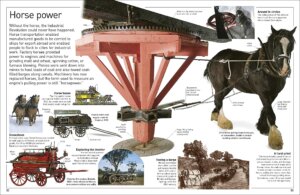 DK Eyewitness Books Horse by Dorling Kindersley 8