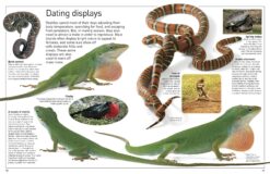 DK Eyewitness Books Reptile by Dorling Kindersley 2