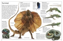 DK Eyewitness Books Reptile by Dorling Kindersley 4