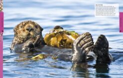 Ocean A Visual Encyclopedia by Dorling Kindersley 3