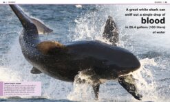 Pocket Genius Sharks Facts at Your Fingertips by Dorling Kindersley 3