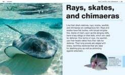 Pocket Genius Sharks Facts at Your Fingertips by Dorling Kindersley 4