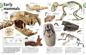 The Rock and Gem Book And Other Treasures of the Natural World by Dorling Kindersley 3