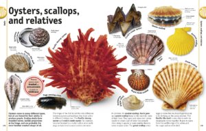 The Rock and Gem Book And Other Treasures of the Natural World by Dorling Kindersley 4
