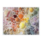 Rainbow Seashells by Galison 1