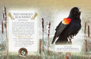 The Little Book of Backyard Bird Songs by Firefly Books 1