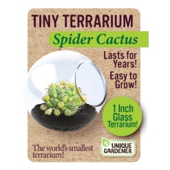 Tiny Terrarium Cactus by Dunecraft
