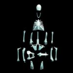 12 Glowing Human Skeleton by Copernicus 1