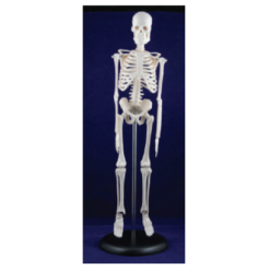 Human Skeleton Model 42cm by Supertek