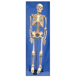 Human Skeleton Model 85cm by Supertek