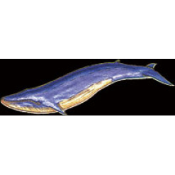 Blue Whale Pin by WM Spear Designs