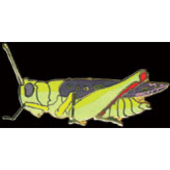Grasshopper Pin by WM Spear Designs