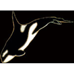 Killer Whale Pin by WM Spear Designs
