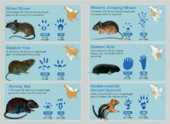 Outdoor School Essentials Animal Tracks by Odd Dot 2