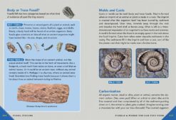 Outdoor School Rock Fossil and Shell Hunting by Odd Dot 4