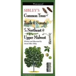 Sibleys Common Trees of Trails Forests of the Northeast Upper Midwest Folding Guide by Earth Sky Water