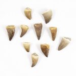 Fossilized Mosasaur Tooth by A2Z Science 1