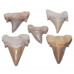 Fossilized Shark Tooth by A2Z Science 1 scaled