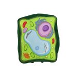 Plush Plant Cell by Giant Microbes 1