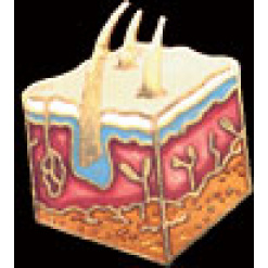 Skin Cross Section Pin by WM Spear Designs