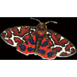 Tiger Moth Pin by WM Spear Designs