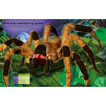 Build Your Own Deadly Animals Sticker Book by Usborne 2