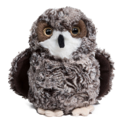 Shrill Saw Whet Owl 7 by Douglas