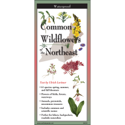 Common Wildflowers of the Northeast by Earth Sky Water