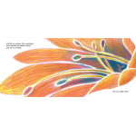 Have You Ever Seen a Flower by Chronicle Books 8