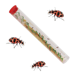 Ladybug Land by Insect Lore 3