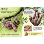 Sloths Usborne Beginners by Usborne 1